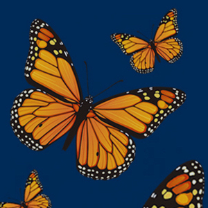 monarch butterflies