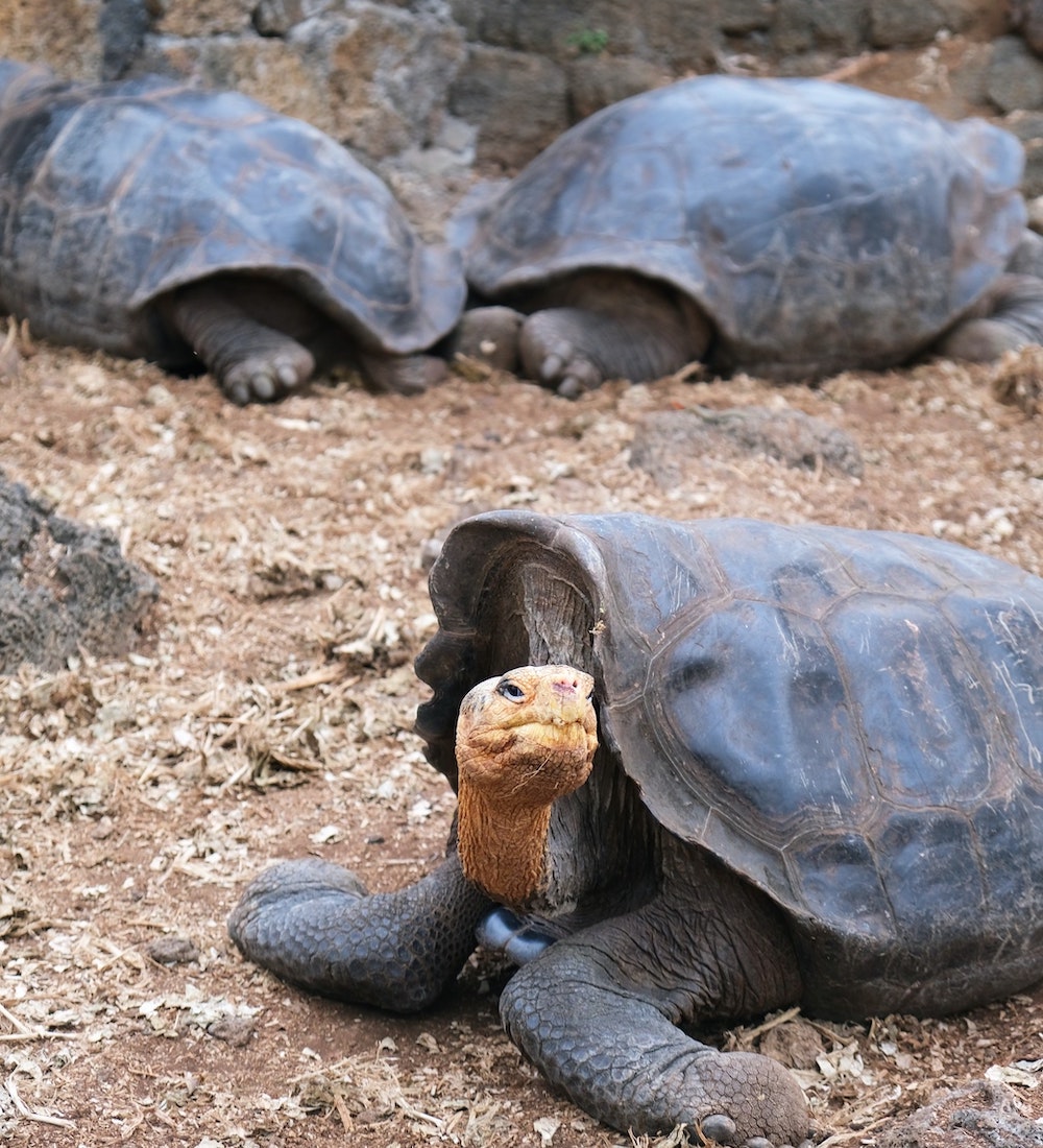 tortoises